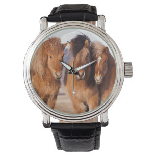 Montre Cheval islandais en hiver