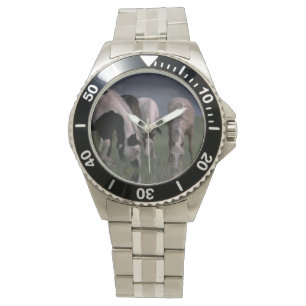 Montre Cheval Piebald Boire en famille, Montre-Poignets H