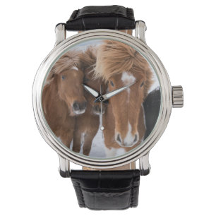 Montre Chevaux islandais se blottissent, Islande