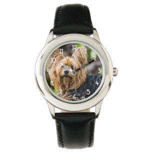 Montre Chien mignon de Yorkshire Terrier dans le jardin