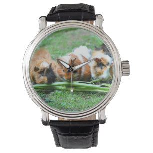 Montre Cobaye abyssinienne