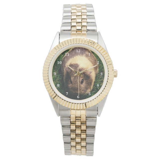 Montre Cochon de Guinée d'Agouti dans l'herbe (devant)