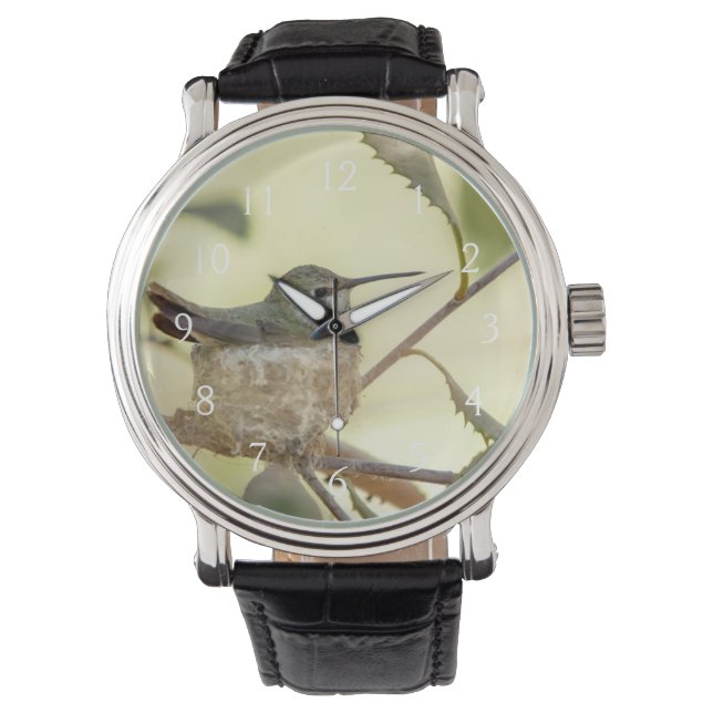 Montre Colibri femelle sur son nid (devant)