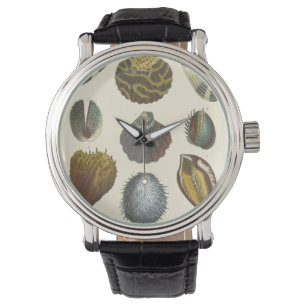 Montre Collection de conchyliologie