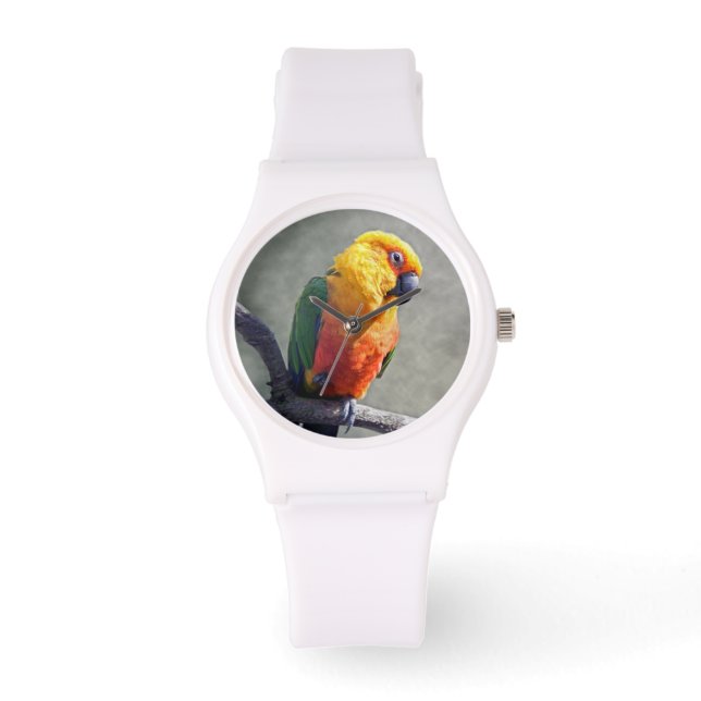 Montre Conure de Jenday (Recto)