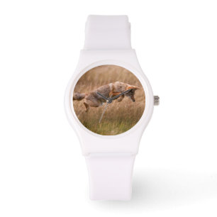 Montre Coyote sautant - prés de gibbon