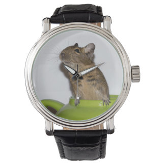 Montre Curieux Degu dans une théière verte