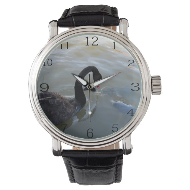 Montre Cygne Noir Observant Des Poissons Géants Dans La R (devant)