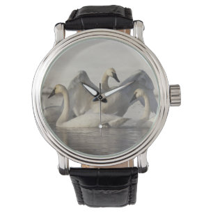 Montre Cygnes trompette dans la rivière Madison en hiver