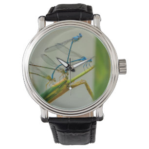 Montre Damselflies ayant une vie sociale par l'eau