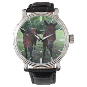 Montre Dark brown Horses on pasture