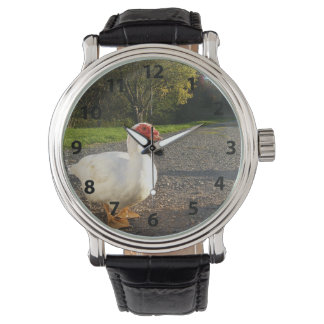 Montre de canard à muscovy mâle