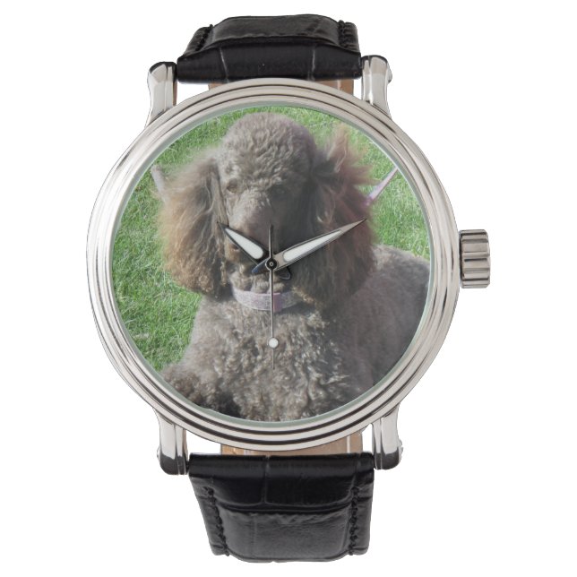 Montre de caniche (devant)
