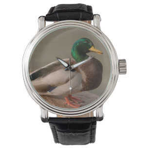 Montre de Drake de canard de Mallard