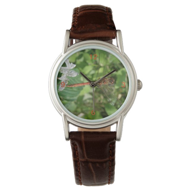 Montre de libellule de fléchette commune (devant)