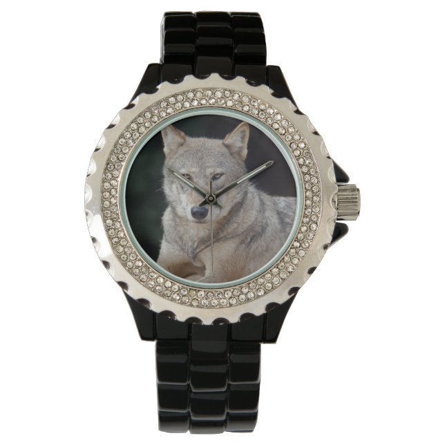 Montre de loup gris (devant)
