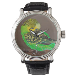 Montre de perruche de sommeiller