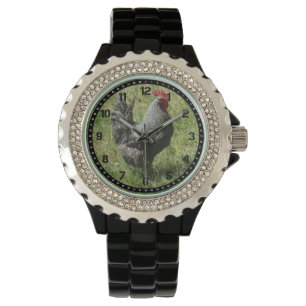 Montre de poulet de roche de Plymouth