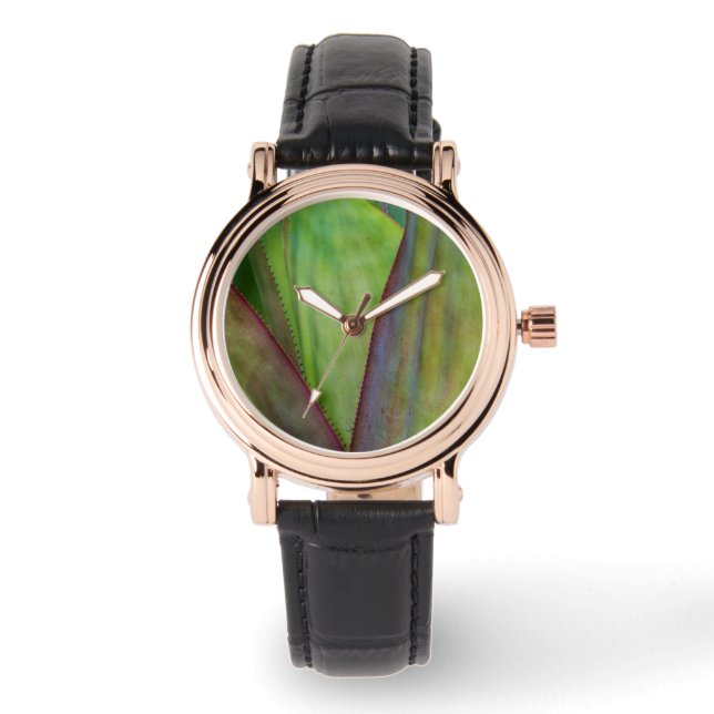 Montre Détail de la plante d'Agave (Recto)