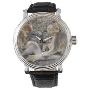 Montre Deux singes dorés femelles avec des nouveau-nés