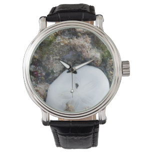 Montre Dollar du sable dans le Fiji Reef à Low Tide