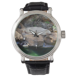 Montre Drôle Lion De Mer Blanche Dormir Sur Les Rochers,