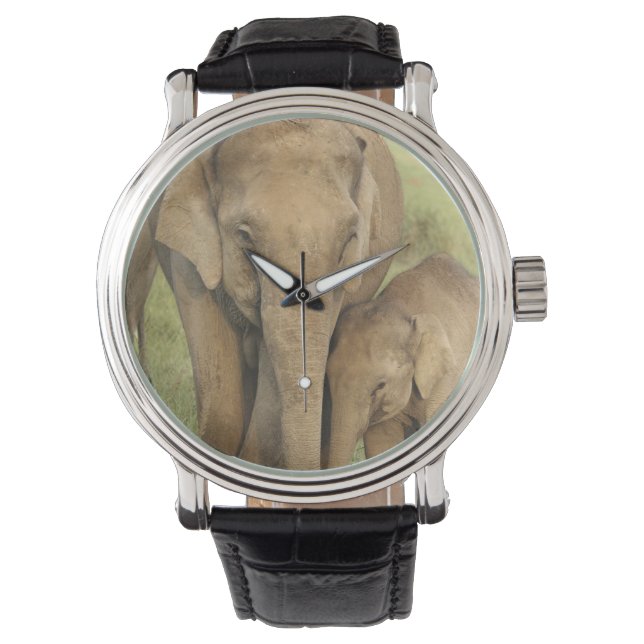 Montre Eléphant indien / asiatique et jeune, Corbett (devant)