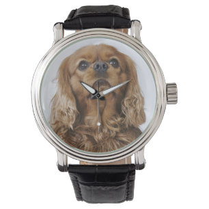 Montre Épagneul cavalier du Roi Charles recherchant