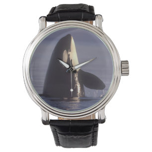 Montre Épaulard épiant (Orque orcinus) près de