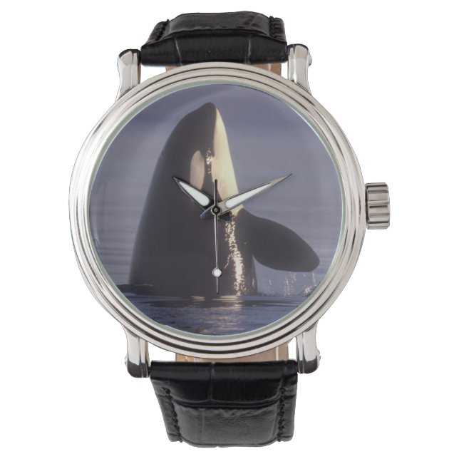 Montre Épaulard épiant (Orque orcinus) près de (devant)