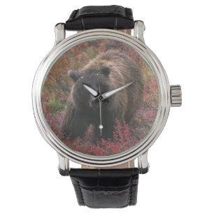 Montre États-Unis, Alaska, Parc national de Denali. Ours