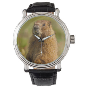 Montre États-Unis, Colorado, montagnes San Juan