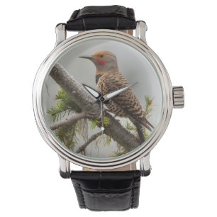 Montre États-Unis, État de Washington. Pic flamboyant mâl