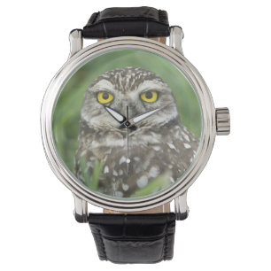 Montre États-Unis, Floride, Cape Coral, Chevêche des terr
