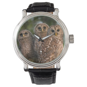 Montre États-Unis, Floride, Viera Wetlands. Trois barrés