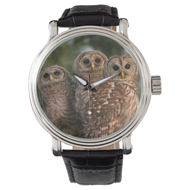 Montre Etats-Unis, Floride, Zones Humides de Viera. Trois (devant)