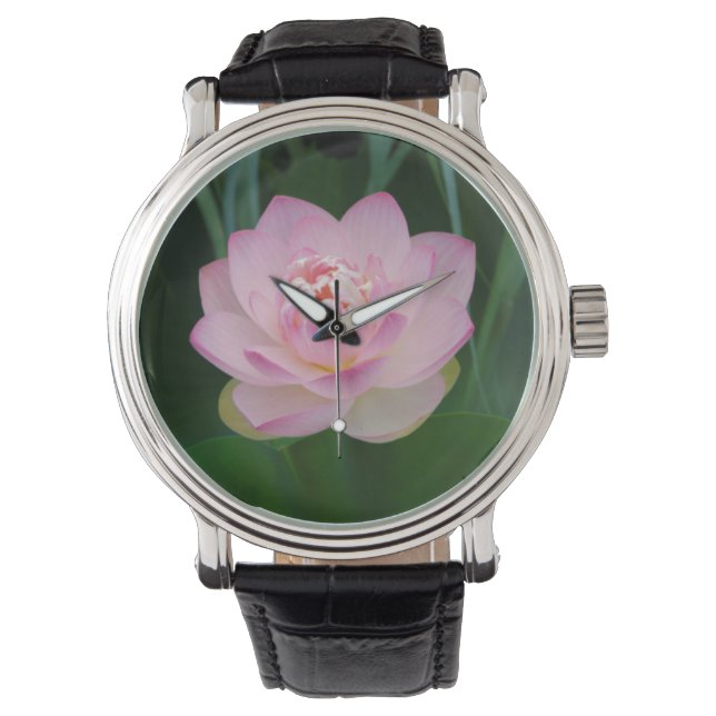 Montre États-Unis, Kansas, Nymphaea odorata (devant)