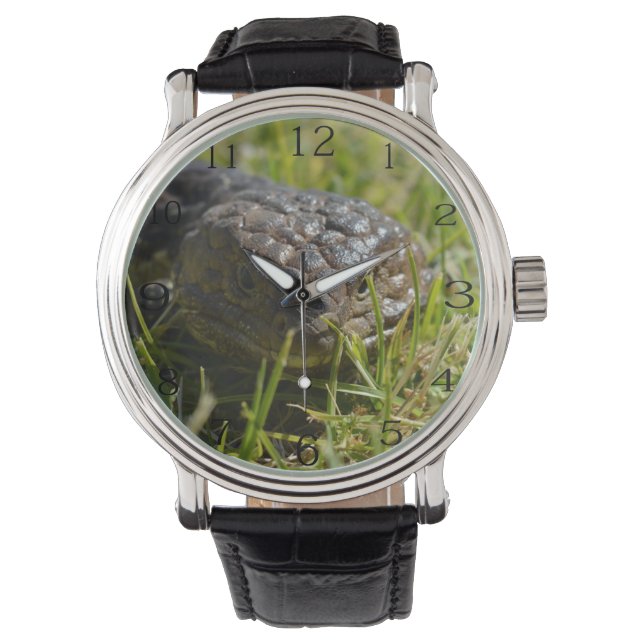 Montre Face de lézard à dos écailleux,  (devant)