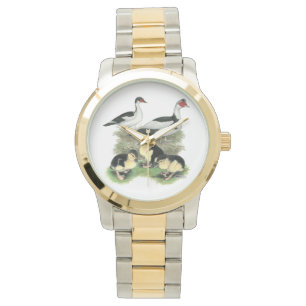 Montre Famille de canards Muscovy à pieds noirs