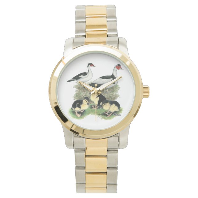 Montre Famille de muscovy de canards noirs (devant)