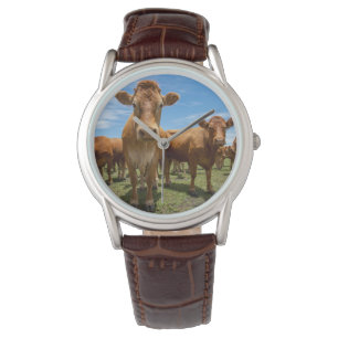 Montre Farms   Brown cow