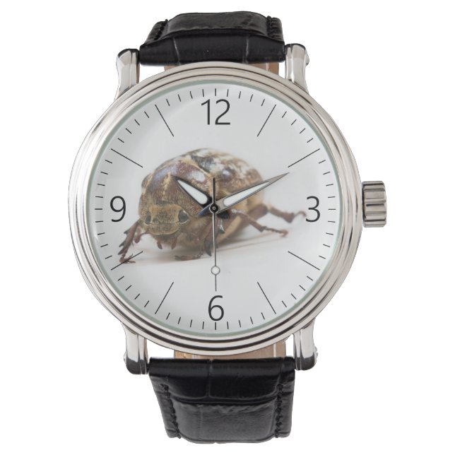 Montre Femme de Polyphylla fullo beetle (devant)