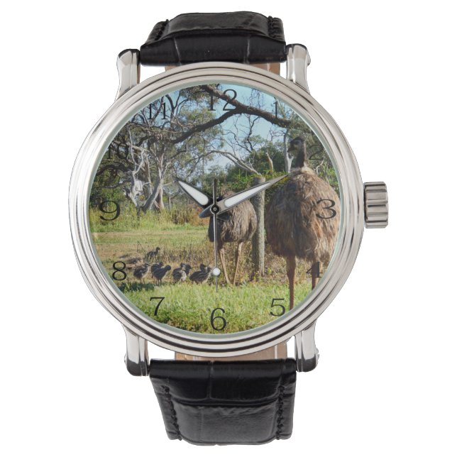 Montre Fiers Parents Emu Avec Des Poussins, (devant)