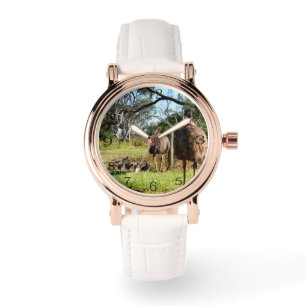 Montre Fiers Parents Emu Avec Des Poussins,