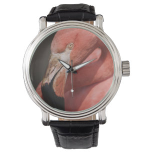 Montre Flamant du Chili, Phoenicopterus chilensis