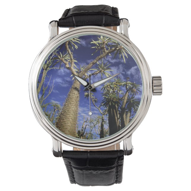Montre Forêt épineuse formée de Pachypodium arbres (devant)