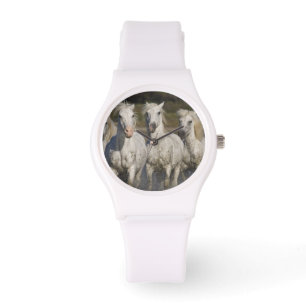 Montre France, Camargue. Chevaux courir