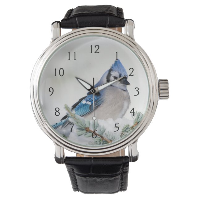 Montre Geai bleu dans Cèdre de l'Atlas bleu (devant)