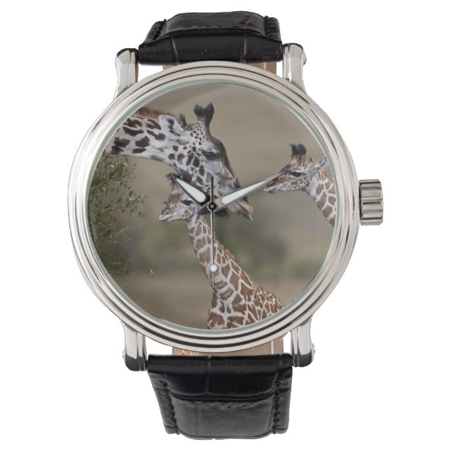Montre Girafe maasaï (Giraffe Tippelskirchi) (devant)