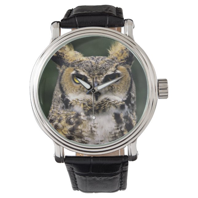 Montre Grand-duc d'Amérique (Bubo virginianus), corps ent (devant)